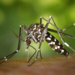 Penyakit Bawaan Nyamuk Yang Mengancam Dunia.